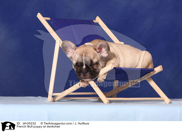 French Bulldog Welpe auf Liegestuhl / French Bull puppy at deckchair / JH-05232