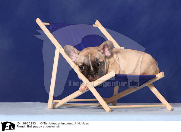 French Bulldog Welpe auf Liegestuhl / French Bull puppy at deckchair / JH-05233