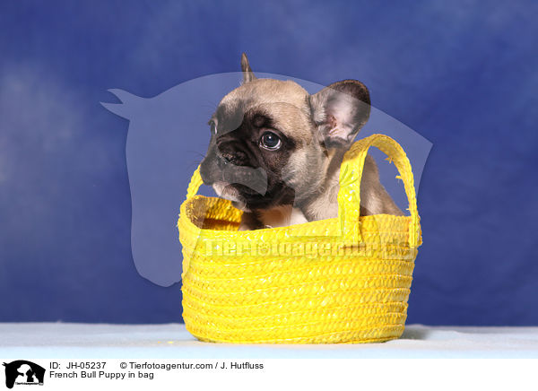 French Bulldog Welpe in Tasche / French Bull Puppy in bag / JH-05237