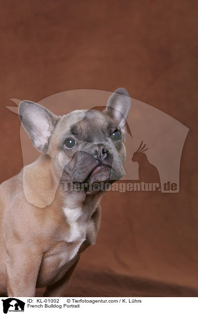 Franzsische Bulldogge Portrait / French Bulldog Portrait / KL-01002