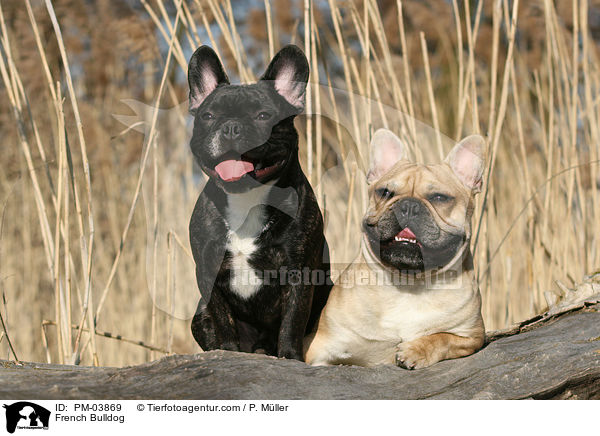 Franzsische Bulldogge / French Bulldog / PM-03869