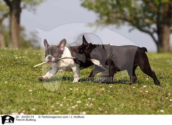 Franzsische Bulldogge / French Bulldog / JH-06174