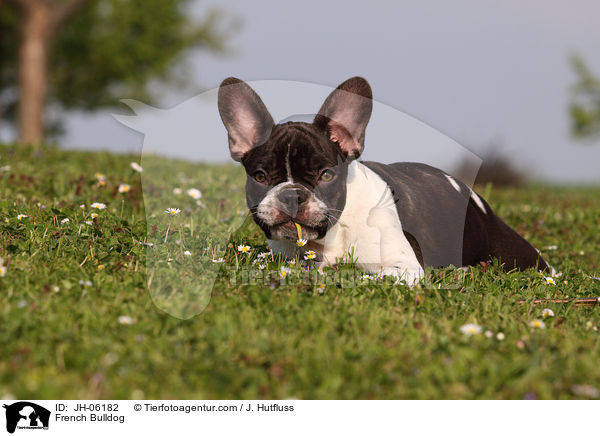 Franzsische Bulldogge / French Bulldog / JH-06182