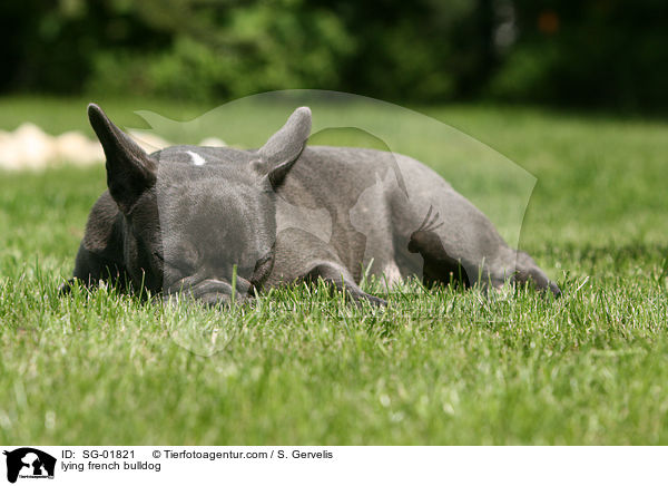 liegende Franzsische Bulldogge / lying french bulldog / SG-01821