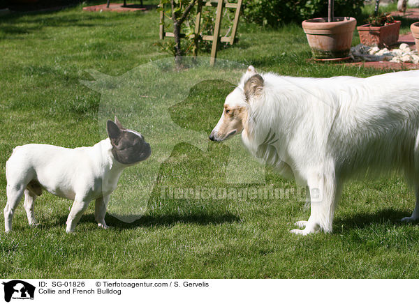 Collie und Franzsische Bulldogge / Collie and French Bulldog / SG-01826