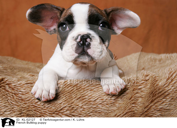 Franzsische Bulldogge Welpe / French Bulldog puppy / KL-02127