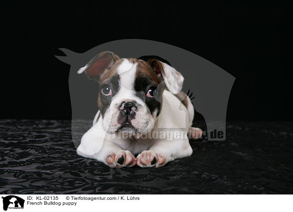 Franzsische Bulldogge Welpe / French Bulldog puppy / KL-02135
