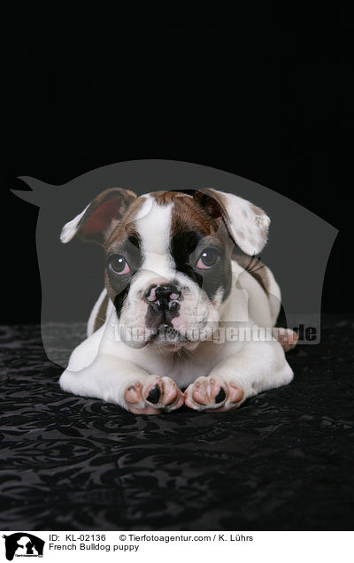 Franzsische Bulldogge Welpe / French Bulldog puppy / KL-02136