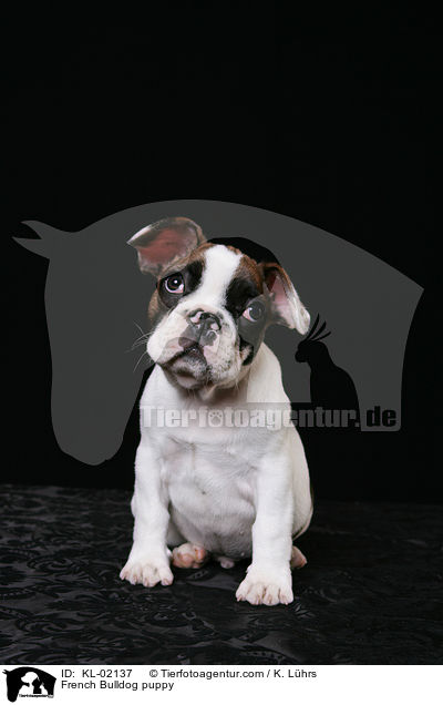 Franzsische Bulldogge Welpe / French Bulldog puppy / KL-02137