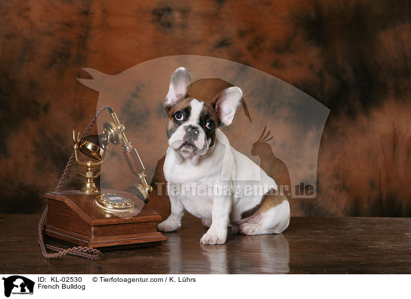 Franzsische Bulldogge / French Bulldog / KL-02530