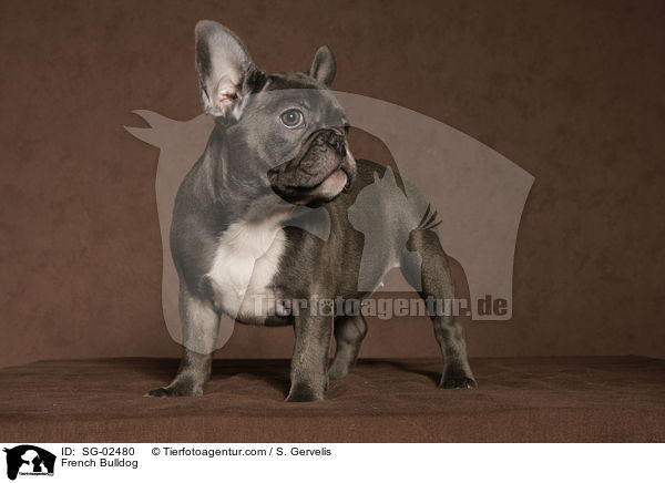 Franzsische Bulldogge / French Bulldog / SG-02480