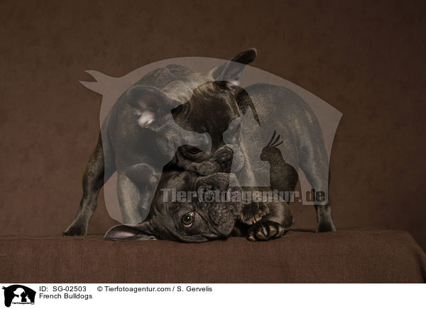 Franzsische Bulldoggen / French Bulldogs / SG-02503