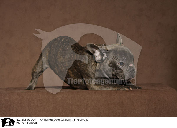 Franzsische Bulldogge / French Bulldog / SG-02504
