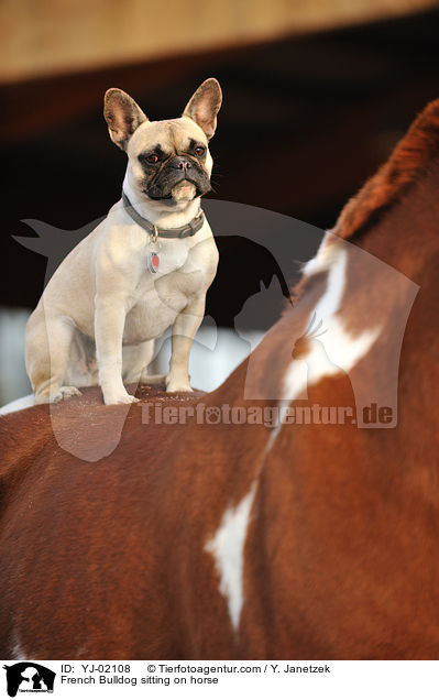 Franzsische Bulldogge sitzt auf Pferd / French Bulldog sitting on horse / YJ-02108