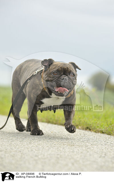 laufende Franzsische Bulldogge / walking French Bulldog / AP-08896