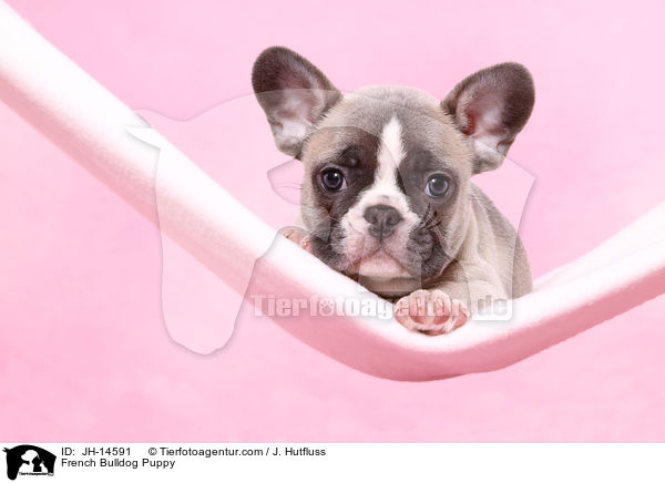 Franzsische Bulldogge Welpe / French Bulldog Puppy / JH-14591