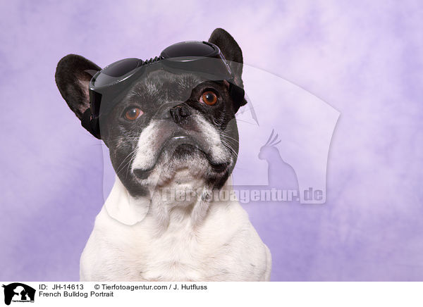 Franzsische Bulldogge Portrait / French Bulldog Portrait / JH-14613