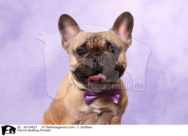 Franzsische Bulldogge Portrait / French Bulldog Portrait / JH-14621