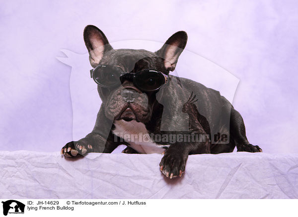 liegende Franzsische Bulldogge / lying French Bulldog / JH-14629