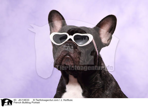 Franzsische Bulldogge Portrait / French Bulldog Portrait / JH-14633