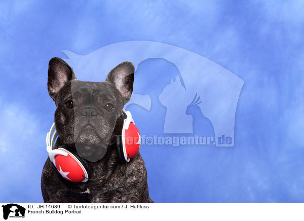 Franzsische Bulldogge Portrait / French Bulldog Portrait / JH-14689