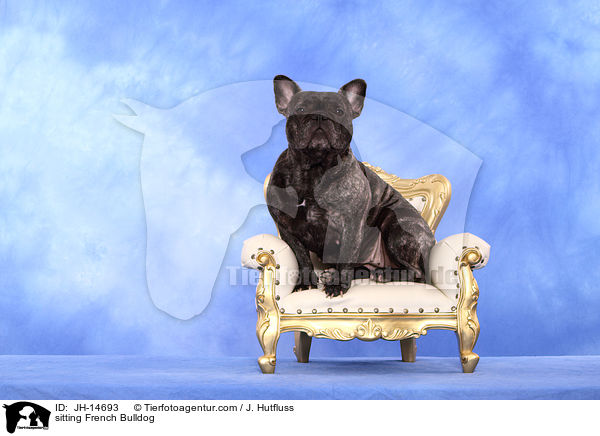 sitzende Franzsische Bulldogge / sitting French Bulldog / JH-14693