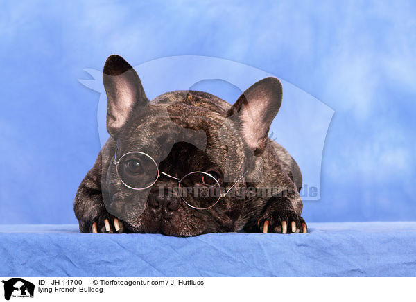 liegende Franzsische Bulldogge / lying French Bulldog / JH-14700