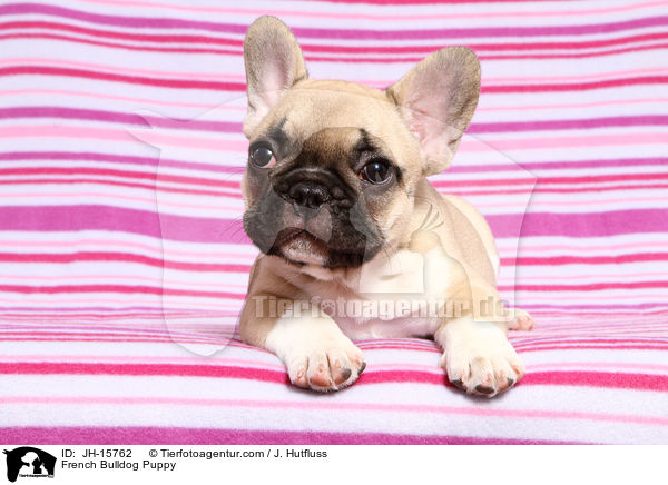 Franzsische Bulldogge Welpe / French Bulldog Puppy / JH-15762