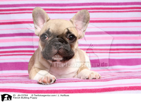 Franzsische Bulldogge Welpe / French Bulldog Puppy / JH-15764