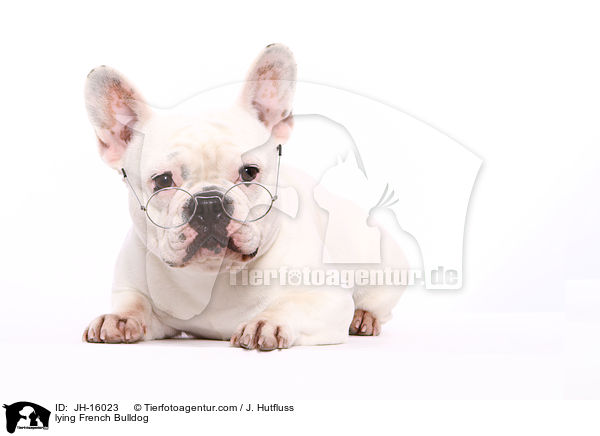 liegende Franzsische Bulldogge / lying French Bulldog / JH-16023