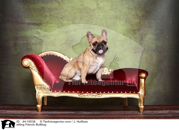 sitzende Franzsische Bulldogge / sitting French Bulldog / JH-19538