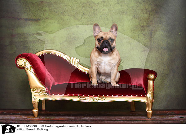 sitzende Franzsische Bulldogge / sitting French Bulldog / JH-19539