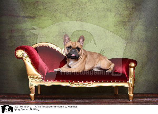 liegende Franzsische Bulldogge / lying French Bulldog / JH-19540