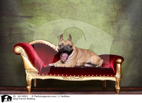liegende Franzsische Bulldogge / lying French Bulldog / JH-19541