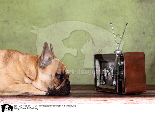 liegende Franzsische Bulldogge / lying French Bulldog / JH-19554