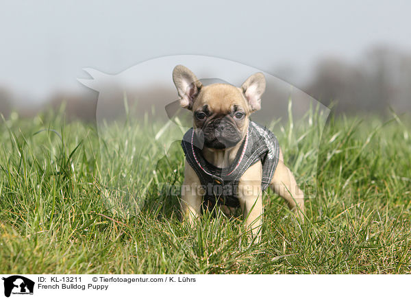 Franzsische Bulldogge Welpe / French Bulldog Puppy / KL-13211
