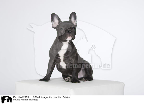 junge Franzsische Bulldogge / young French Bulldog / NN-12959