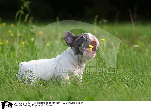 Franzsische Bulldogge Welpe mit Blume / French Bulldog Puppy with flower / SS-37032