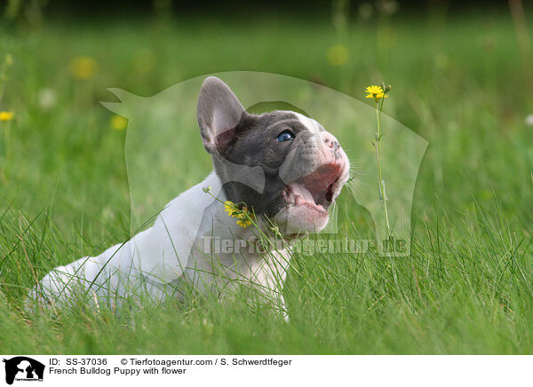 Franzsische Bulldogge Welpe mit Blume / French Bulldog Puppy with flower / SS-37036