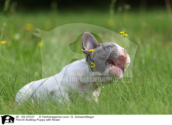 Franzsische Bulldogge Welpe mit Blume / French Bulldog Puppy with flower / SS-37037
