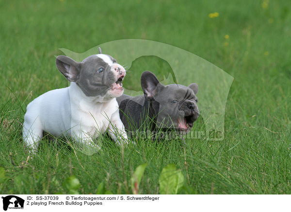 2 spielende Franzsische Bulldogge Welpen / 2 playing French Bulldog Puppies / SS-37039