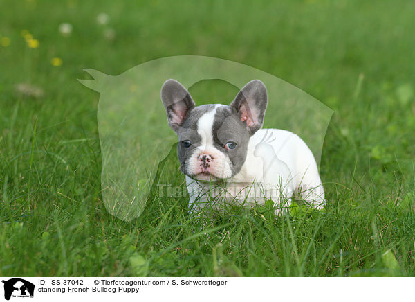 stehender Franzsische Bulldogge Welpe / standing French Bulldog Puppy / SS-37042