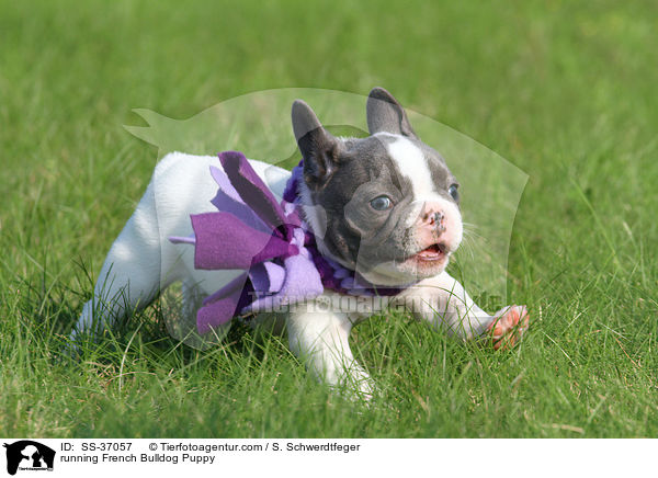 rennender Franzsische Bulldogge Welpe / running French Bulldog Puppy / SS-37057