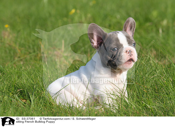 sitzender Franzsische Bulldogge Welpe / sitting French Bulldog Puppy / SS-37061