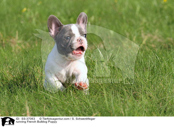 rennender Franzsische Bulldogge Welpe / running French Bulldog Puppy / SS-37063