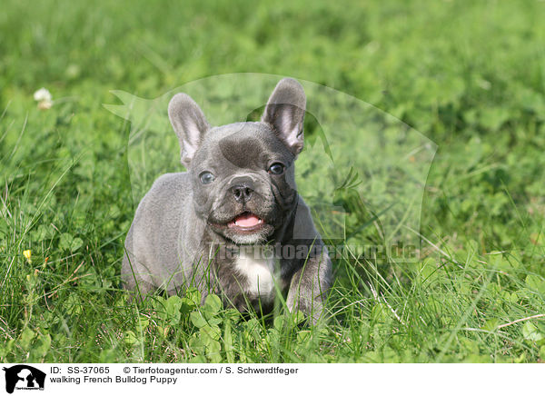 laufender Franzsische Bulldogge Welpe / walking French Bulldog Puppy / SS-37065