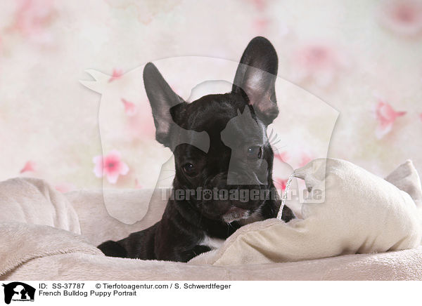 Franzsische Bulldogge Welpe Portrait / French Bulldog Puppy Portrait / SS-37787