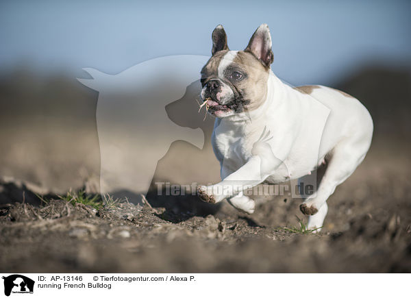 running French Bulldog / AP-13146