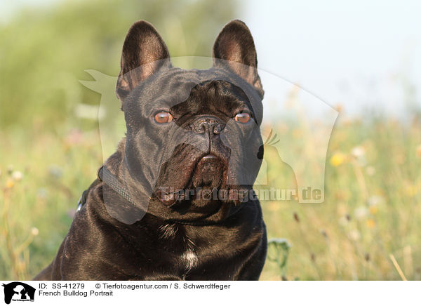 French Bulldog Portrait / SS-41279