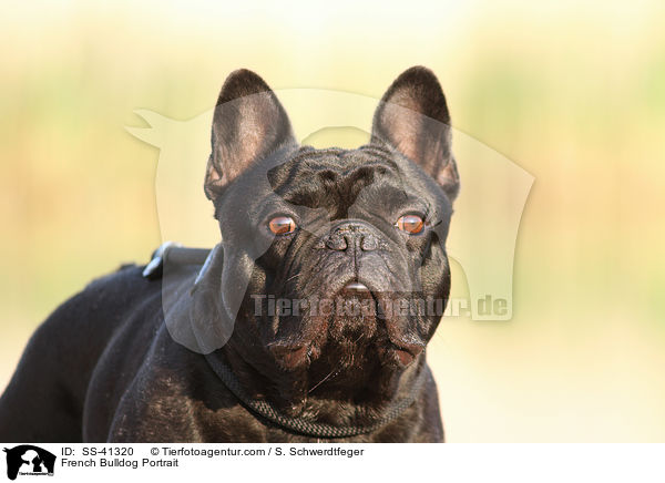French Bulldog Portrait / SS-41320